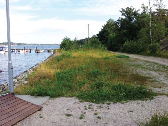 Strandenger i Østfold areal, økologisk tilstand og rødlistearter 5 Figur 5. Strandengvegetasjon på Libauen, Asmaløy (Hvaler). Her vokste dverggylden, jordbærkløver og strandrødtopp. Foto: ME.