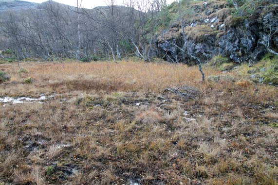 Christin E. Jensen, Torbjørn Alm og Trond Magne Storstad 3 Figur 3. Myra i Melsvik med forekomst av myrsildre: Område på myra hvor det ble sett myrsildre i blomst i august (foto mot sør 06.10.2013).