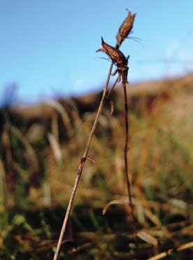 Hvordan står det til med myrsildrene i Norge? 6A utført sammen med T. Alm 6. oktober 2013, som er for sent på året til å gjøre ei fullstendig kartlegging av floraen.