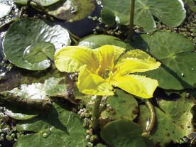 SKOLERINGSSTOFF 4 5 Figur 5. Sjøgull Nymphoides peltata. Foto: Teun Spaans, Wikimedia Commons. http://commons.wikimedia.org/wiki/ Nymphoides_peltata#mediaviewer/File:NymphoidesPeltataflower1.jpg.