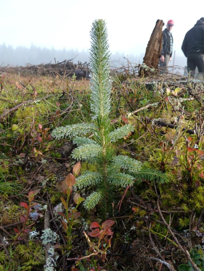 Brekk-kontroll Håndhevelse av foryngelsesplikten etter skogbruksloven Foto: Runa E. Skyrud Når en skogeier hogger et areal, pålegger hun seg selv en foryngelsesplikt etter skogloven.