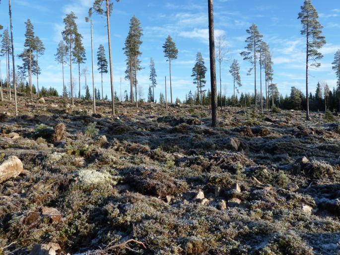 Skogbruket i Hedmark 2011 Hedmarksskogbruket er på de fleste områder på et normalt høyt aktivitetsnivå. Avvirkning og en del skogkulturtiltak ligger over gjennomsnittet de siste årene.