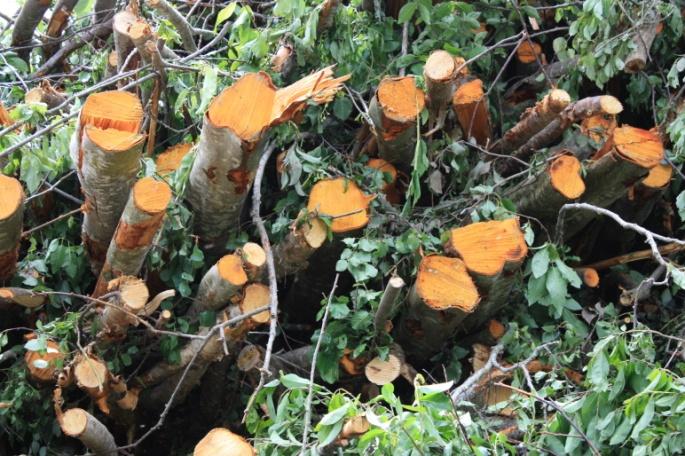 Foto: TH Fylkesmannen har etablert en beredskapsgruppe for fagområde skog. Vi ser det som viktig å ha regional kapasitet til å følge opp dette arbeidet.