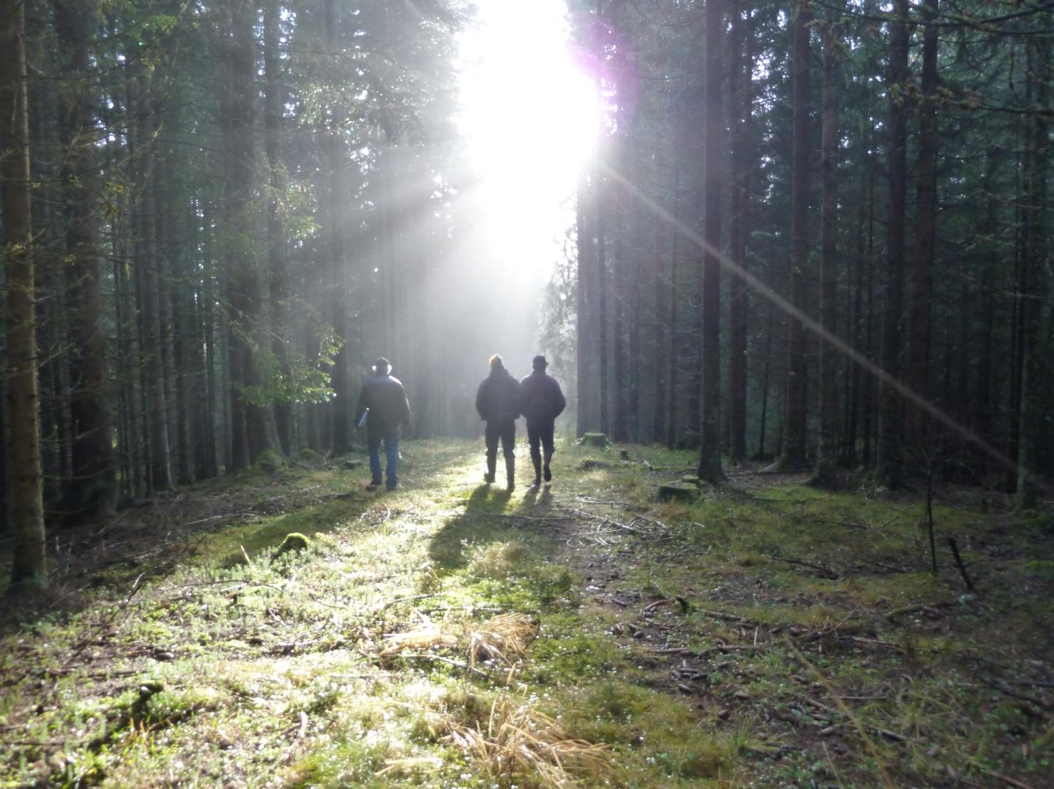 Fylkesmannen har også bidratt til å få på plass et koordinerende, nasjonalt, samt regionale Velg skog-prosjekt utenfor Hedmark.