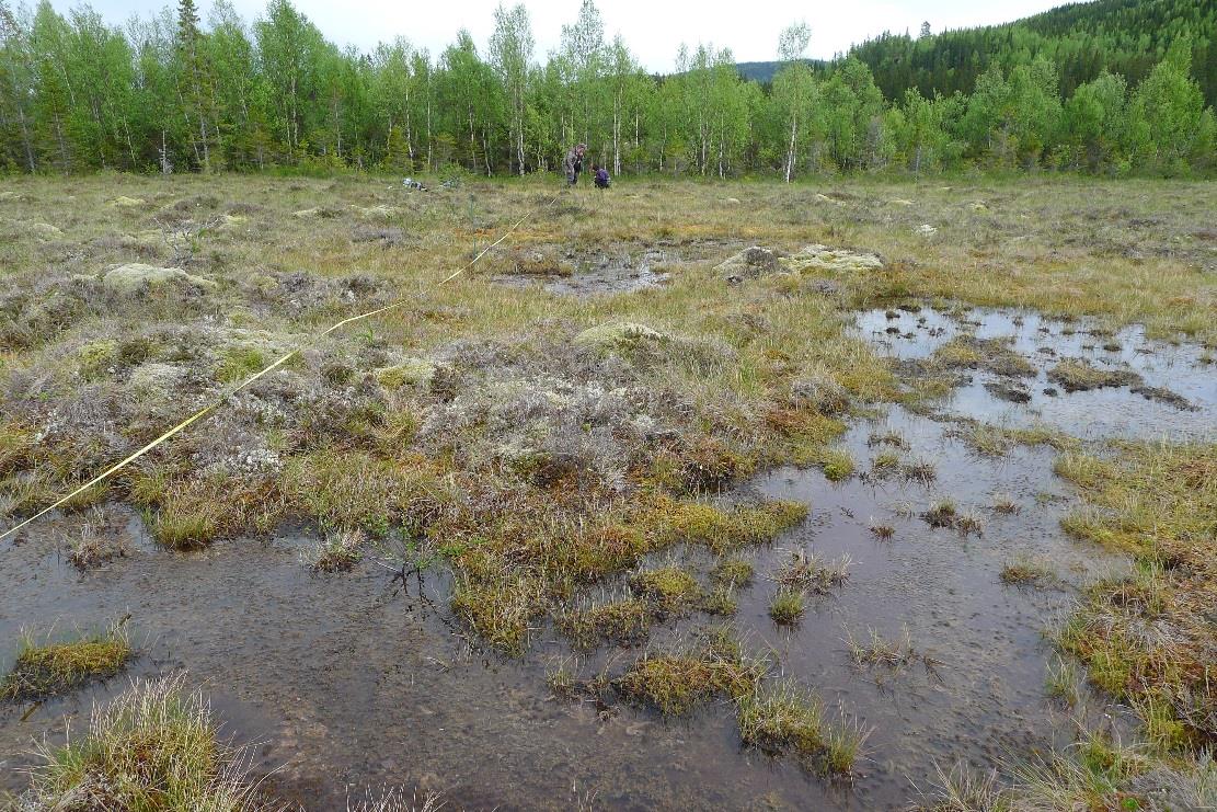 Figur 2. Kaldvassmyra i Nord-Trøndelag er et høgmyrkompleks, men med elementer av ekstremrikmyr som har gjort området kjent og mye besøkt av botanikere og andre interesserte.