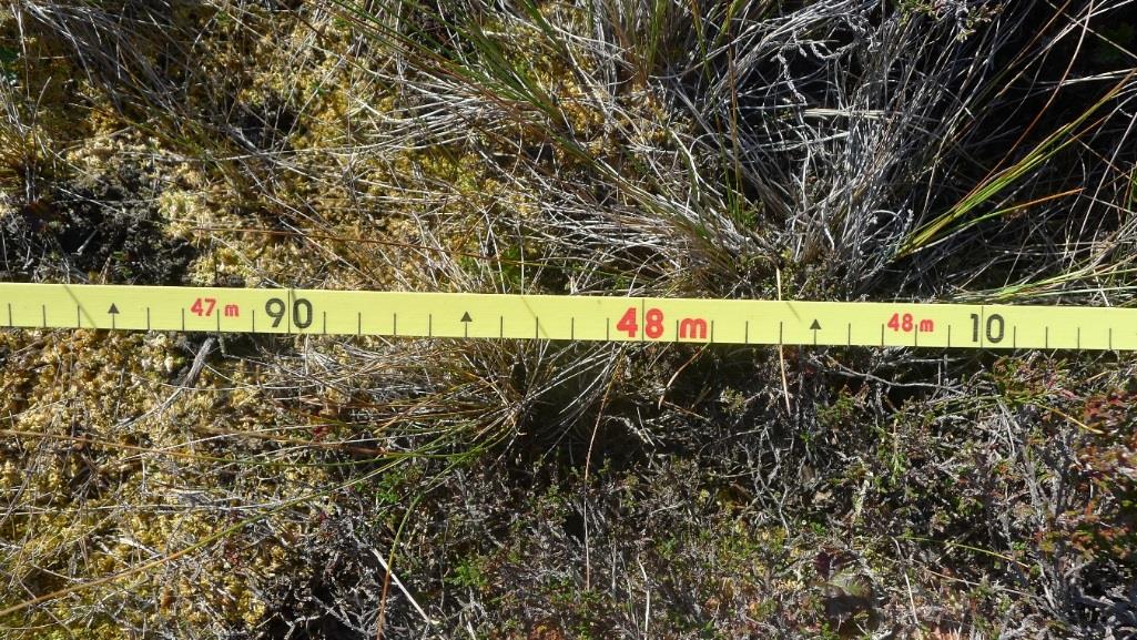 Figur 11. Forekomst av arter registreres på hvert 10-cm-punkt langs 250 cm lange artslinjer. Småtranebær og stortranebær ble ikke skilt fra hverandre, men bestemt til slekt.