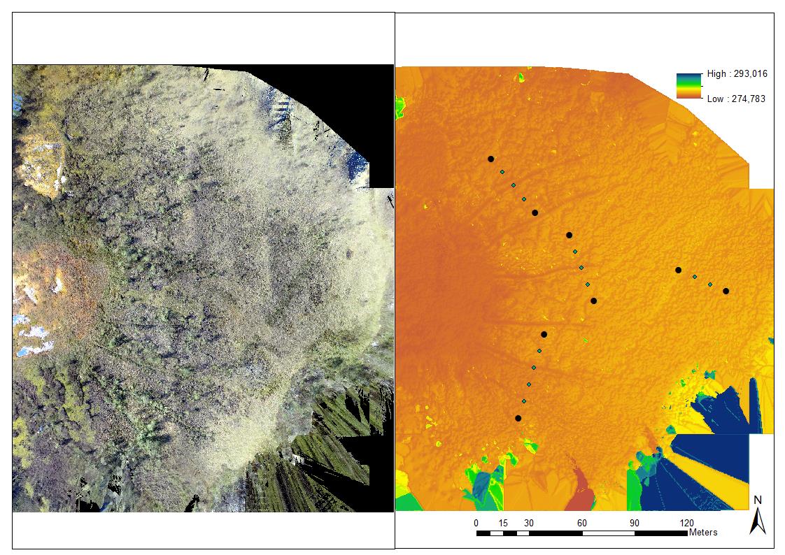 Figur 25. Ortofoto (til venstre) og høydemodell (til høyre) basert på foto fra drone over Midtfjellmosen. De fire transektene er markert i høydemodellen til høyre.