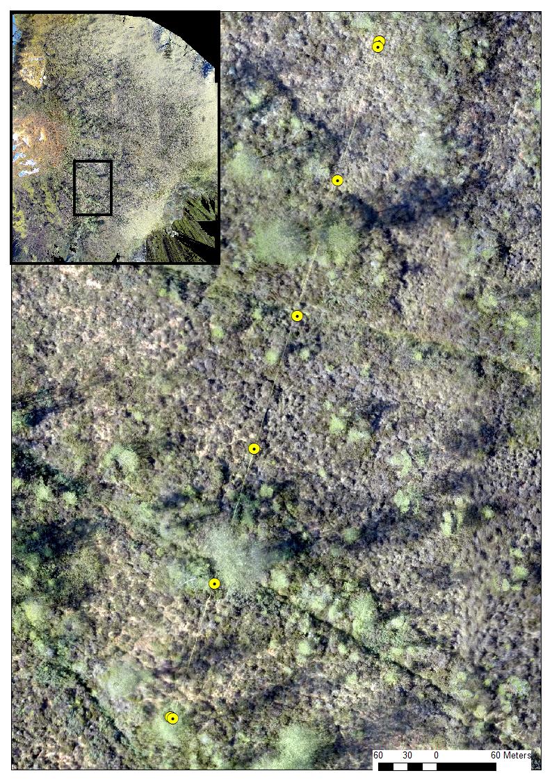 Figur 26. Mer detaljert bilde av transekt M1 viser at det er mulig å fange opp vegetasjonsstrukturene fra dronebildet.