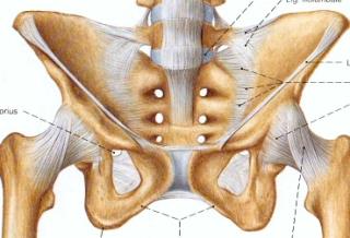 Fremre iliosacrale lig.