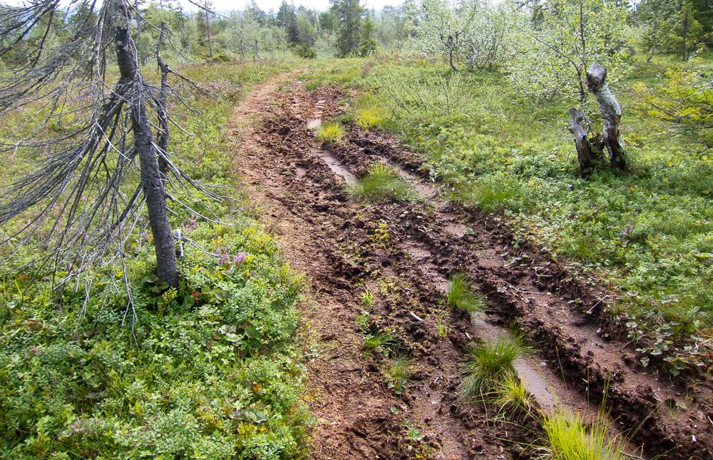 Parti mot Gåsvatnet der sti og kjørespor følger samme trasè Plan for skilting, rydding, klopping Gåsvatnområdet Strekningen fra utvidet P-plass ved rv 76 til utløpet av Gåsvatn er en mye brukt trase