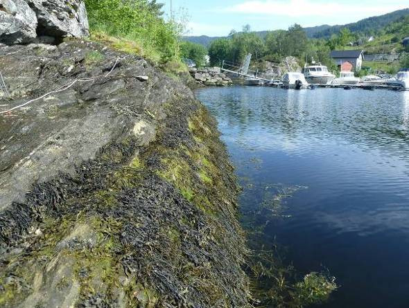 Figur 17. Bileter frå øvste del av sjøsona på stasjon 1 i Grunnavågen Øverst: blæretang grisetang og sagtang frå overflata og ned til 1-2 m djup som er dekka av trådforma algar. Nedst t.v. flekkvise førekomstar av ålegras Nedst t.