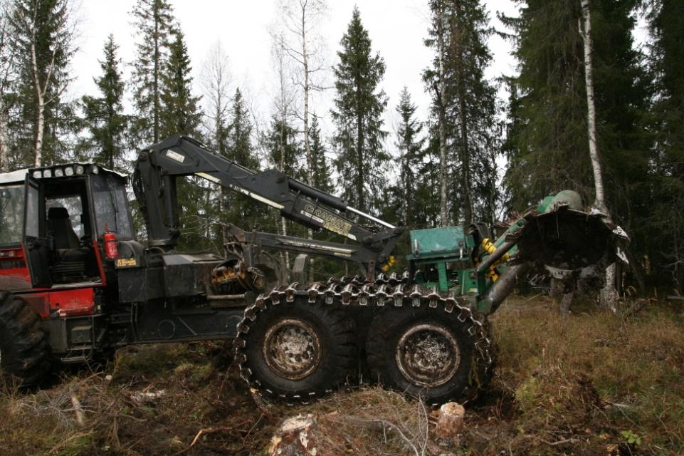 Furuforyngelse trenger markberedning Der feltet skal forynges naturlig, vil det svært ofte være helt nødvendig å markberede for å lykkes.