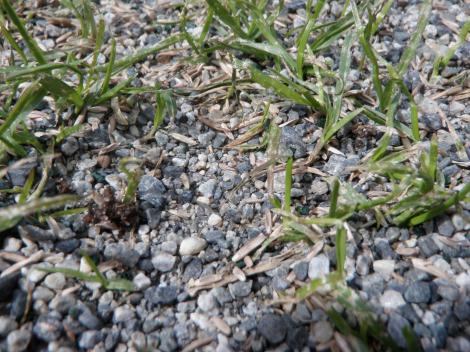 % spiring Døgnmiddeltemperatur, C Optimal sådybde Gir din dressesand den nødvendige jordkontakt? Hvene:.2-.6 cm Engrapgræs:.5-1. cm Rød svingel: 1 cm Raigræss: 1-2 cm Kornstørrelse?