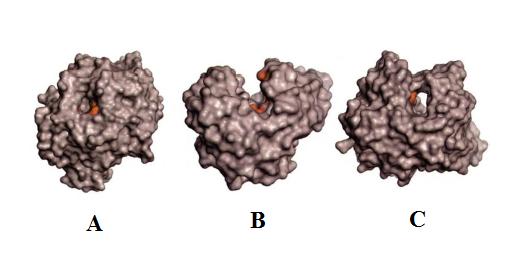 1. Introduksjon Figur 5. Oversikt over de forskjellige topologiene til det aktive setet hos glykosylhydrolaser. A) viser lommestruktur, B) viser kløftstruktur og C) viser tunnelstruktur.