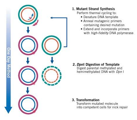 1. Introduksjon Polymerase chain reaction (PCR) brukes deretter til å fremstille og oppamplifisere et nytt gen med den ønskede mutasjonen. Figur 14 