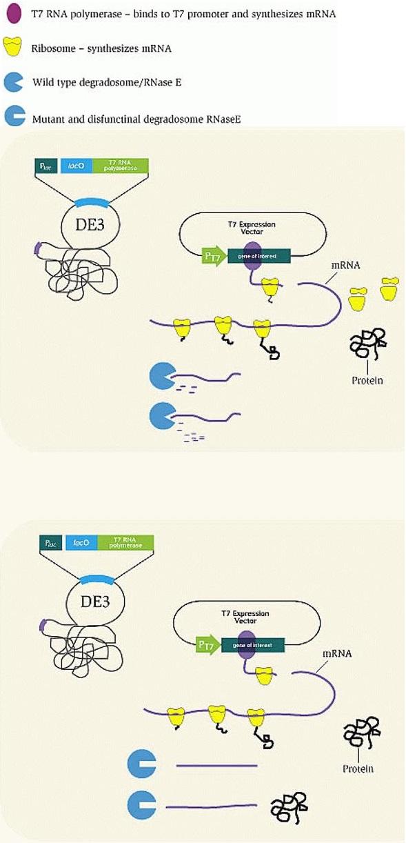 3. Metoder Figur 17. Skjematisk fremstilling av BL21 Star E.coli og dens funksjon. rne genet i E.coli koder for enzymet RNase E som er en endonuklease involvert i rrna utvikling og degradering.