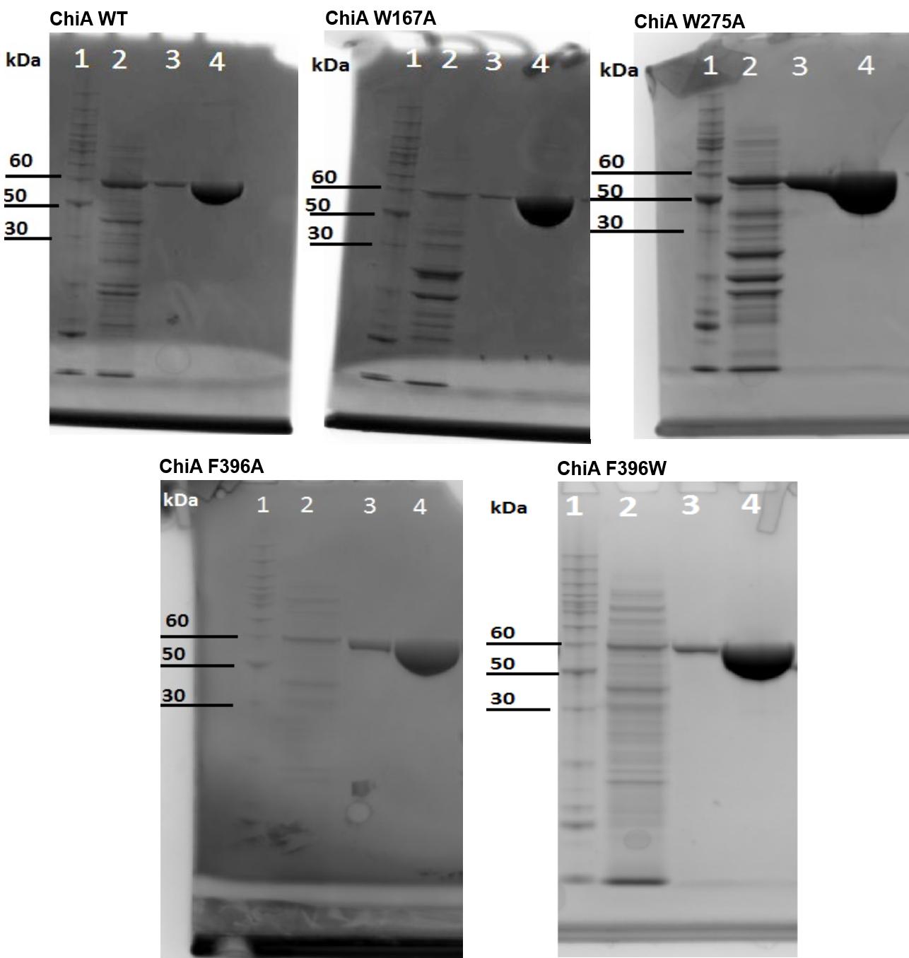4. Resultater 4.3.2 SDS-PAGE av aktive enzymer For å kontrollere at isoleringen av protein ikke inneholdt kontamineringer ble elueringsfraksjonene analysert på SDS-PAGE som beskrevet i avsnitt 3.3.2. ChiA og dens mutanter har en molekylvekt på 58,7 kda, mens ChiB og dens mutanter har en molekylvekt på 55,5 kda.