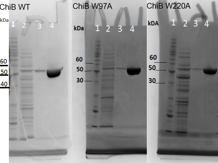 4. Resultater Figur 35. SDS-PAGE etter isolering av ChiB villtype, ChiB W97A, ChiB W220A.