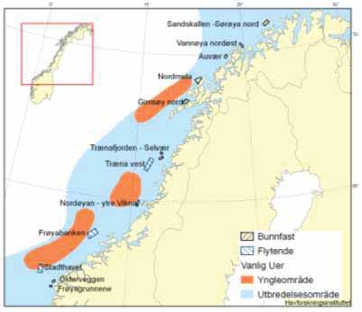 Vanlig uer (Sebastes marinus) og snabeluer (Sebastes mentella) Fakta om bestanden av vanlig uer Vanlig uer føder levende 4 6 mm yngel i april mai.