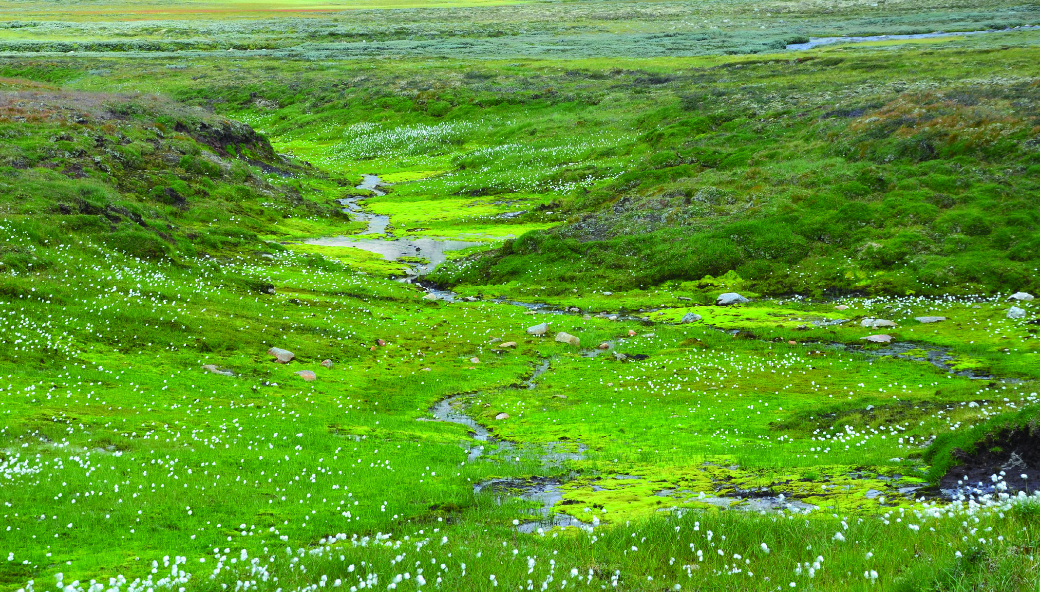 Planarbeidet Vakker kildevegetasjon på Hjerkinn. Foto: Per Arild Aarestad/NINA!