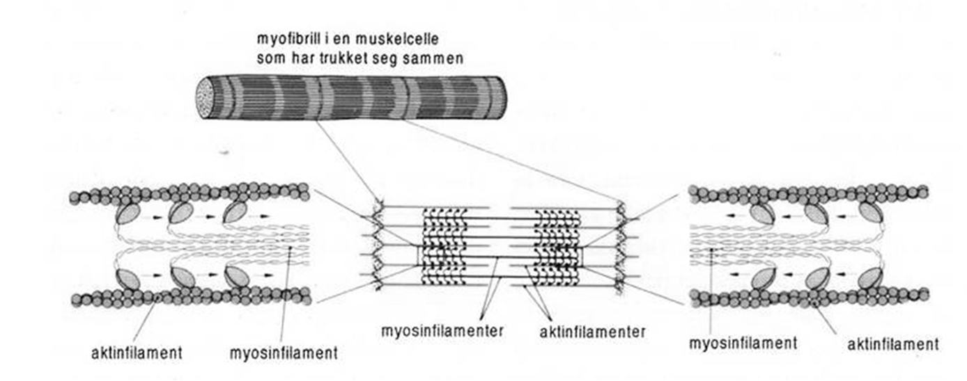 OPPBYGNING AV MUSKEL Muskelbuk Muskelfasikler bunter av muskelfibre epimysium perimysium endomysium Muskelfibre bunter av myofibriller Myofibriller sarkomerer i serie Myofilament Sarkomer UTSPRING -