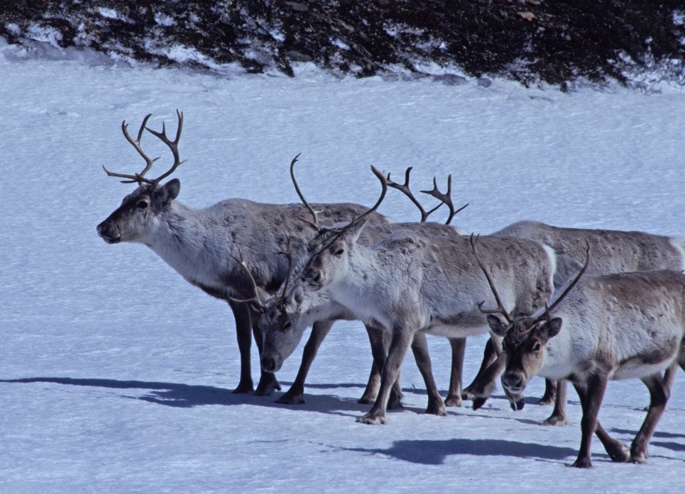 12 Prinsippet om miljøforsvarlige teknikker, driftsmetoder og lokalisering For å unngå eller begrense skade på naturmangfoldet