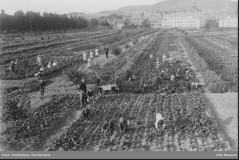 Geitmyra skolehage ble etablert i 1909.