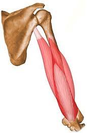 Muskelanatomi Flexorer: Også utspring på oversiden, og tilheftning på undersiden av leddet.