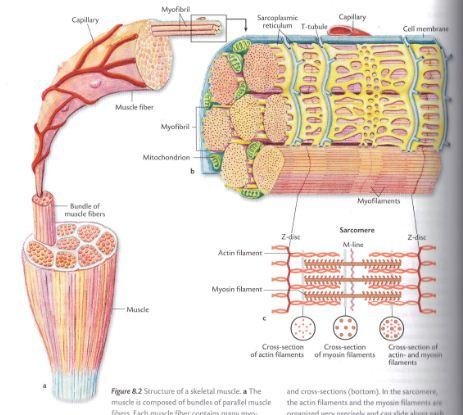 Muskelfysiologi Actin og myosin er navn på