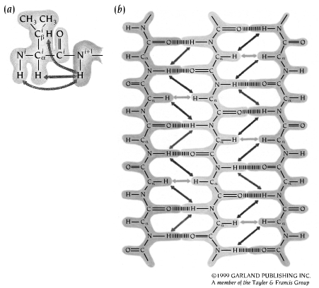 NMR 4 Nuclear Magnetic Resonance Siden avstanden mellom hydrogenatomene i to påfølgende aminosyrer i proteiner er 4 bindinger vil COSY eksperiment kun gi koblinger mellom atomer i samme