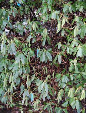 Phytophthora ramorum (greinvisning) Soppsykdom på prydplanter Angriper en rekke planteslag i slektene hassel, bøk, lønn, lerk, eik, barlind, edelgran, hestekastanje, trollhassel, leddved, krossved,