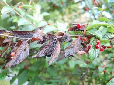 Pærebrann Bakteriesykdom på prydplanter i rosefamilien og eple- og pære søtmispel, aronia (surbær), eldkvede, mispel hagtorn, eple, pære, ildtorn, rogn, asal Forbudt å plante bulke- og pilemispel i