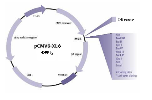 Kapittel 7 Appendiks 7.4 Vektorer 7.4.1 pac5.1/v5-hisa vektor pac5.