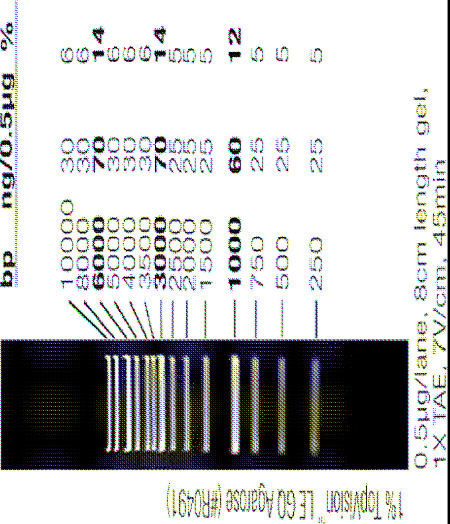 1 DNA-molekylvektsstandard 1 kb Ladder fra