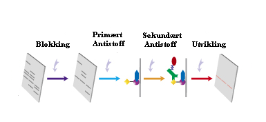 Kapittel 3 Metoder 3.4.4 Western blot Western blot (immunoblotting) brukes til å identifisere spesifikke antigener ved bruk av et monoklonalt eller polyklonalt antistoff.