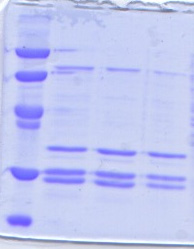 Kapittel 4 Resultater 4.4.2 Affinitetsrensing av GST-hNCU-G1aa85-155 på glutathion-sepharose kolonne Isolering av GST-NCU-G1aa85-155 ble utført ved affinitetsrensing på glutathion-sepharose kolonne (kap3.