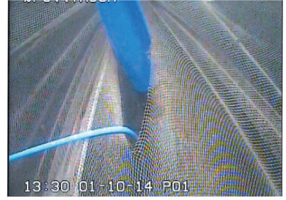 Bruk ROV, undervannskamera eller dykker ved installasjon av dødfisk- oppsamler. Bildet viser dødfiskoppsamler som har gått gjennom notlinet.