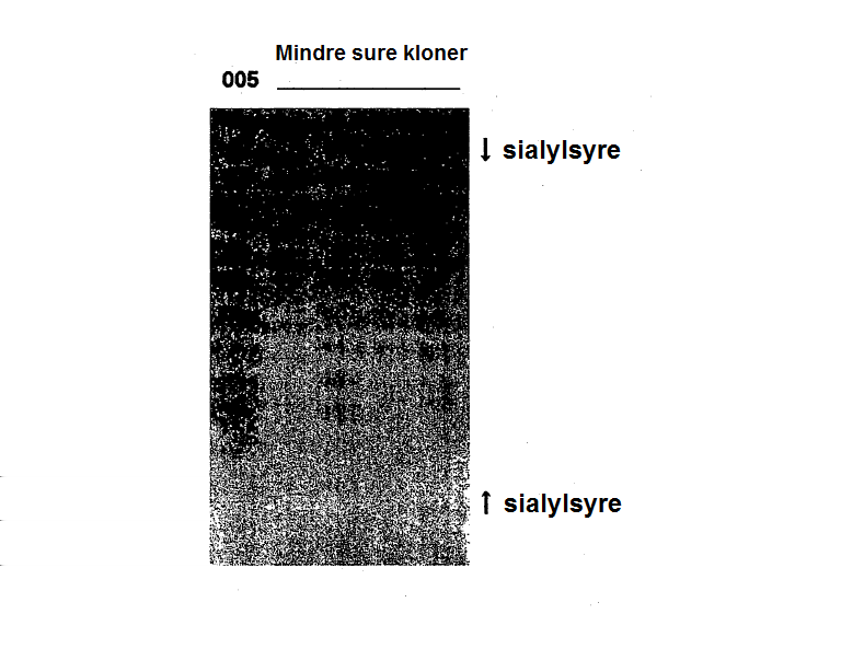 3 / 14 Figur 4. Isoelektrisk fokusering av rekombinant FSH dannet av Per.C6-celler som uttrykker stabilt FSH.