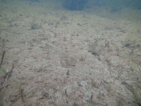 I elvesletten ved innløp i Fjellskarevja var det mye finsedimentavsetninger (1-15 cm) å finne på land Fjellskarevja nedenfor Munning av Fjellskarevja i Rysstadbassenget Sediment i muningen