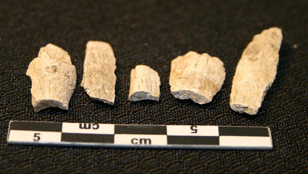 Fig. 26: Et lite utvalg beinfragmenter med tydelige hoggmerker og rette bruddflater etter fragmenteringa av beina. Foto: G. Reitan/KHM.