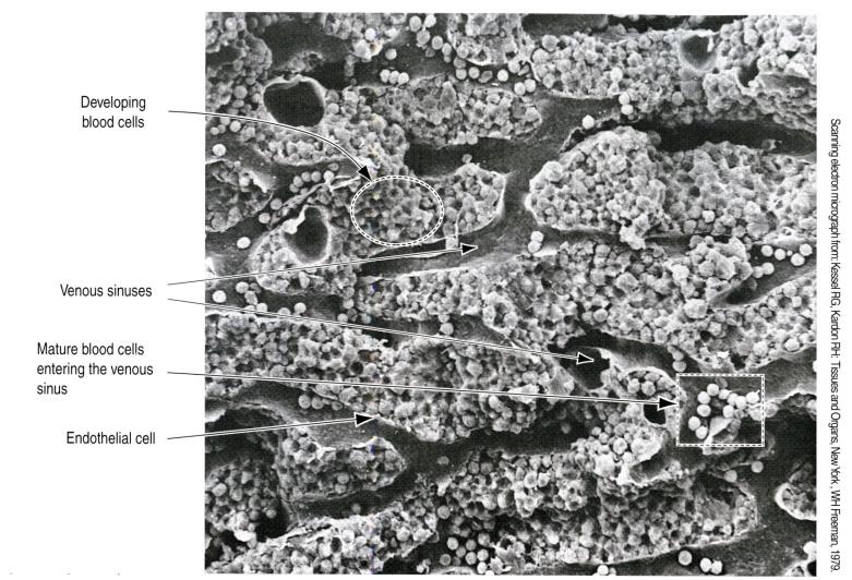 Geneser: Histologi Benmargens