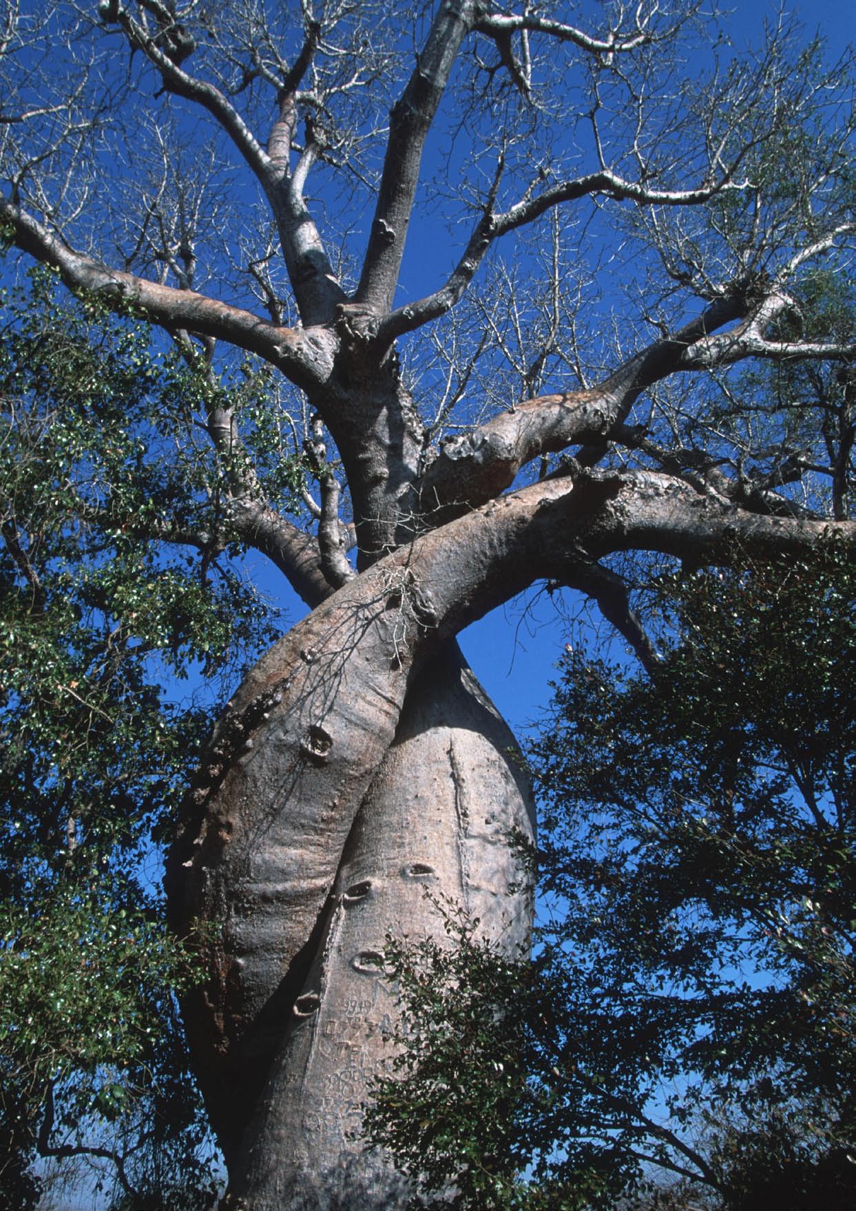 Baobabtreet, savannens samvirkelag. De myteomspunnede baobab-trærne kan bli opptil 2000 år gamle.