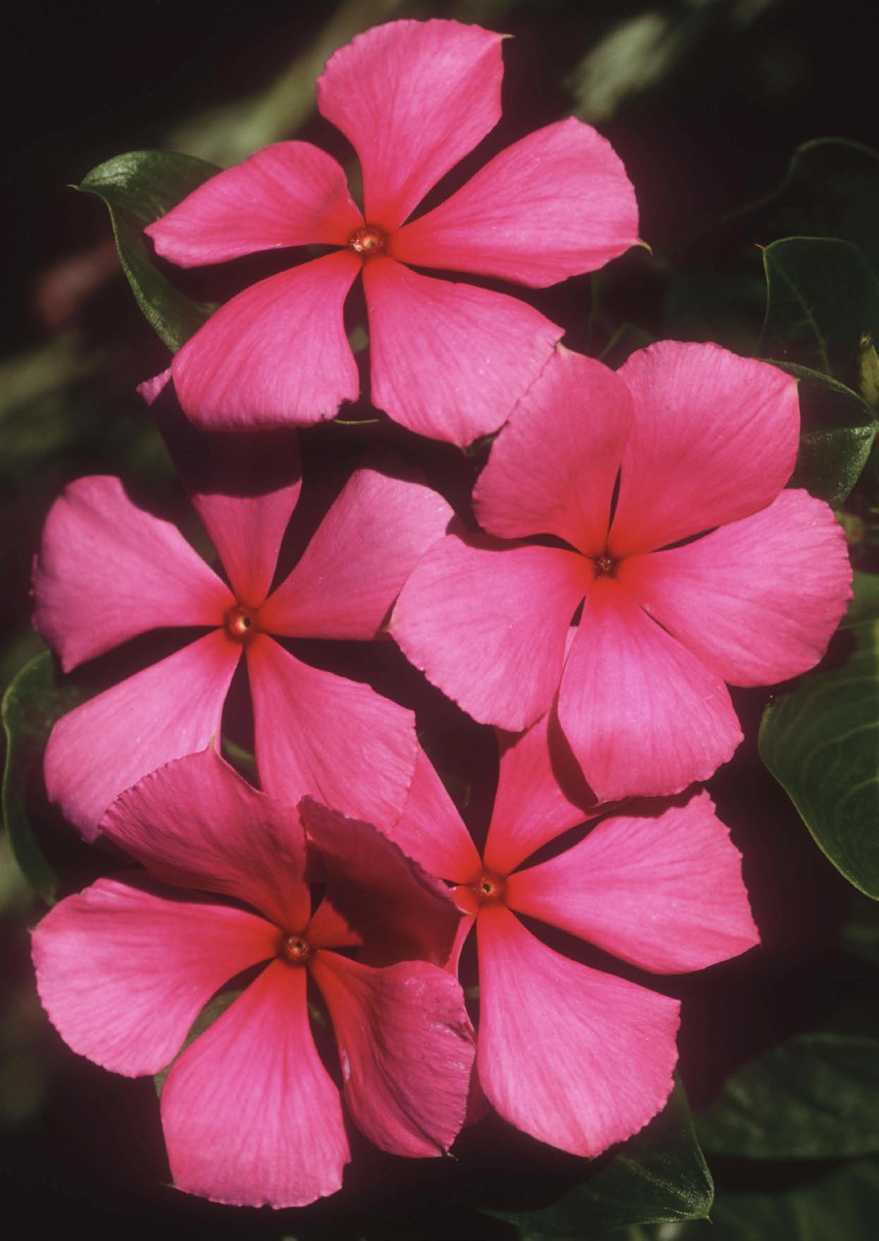 Rosengravmyrt, Catharanthus roseus, på Madagaskar. 80-90 prosent av moderne legemidler har sitt utgangspunkt i det biologiske mangfoldet.