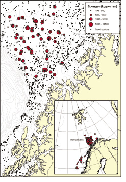 KAPITTEL 2 ØKOSYSTEM BARENTSHAVET HAVETS RESSURSER OG MILJØ 25 63 Det finnes mye koraller fra Lofoten og nord og østover til og med Finnmark.