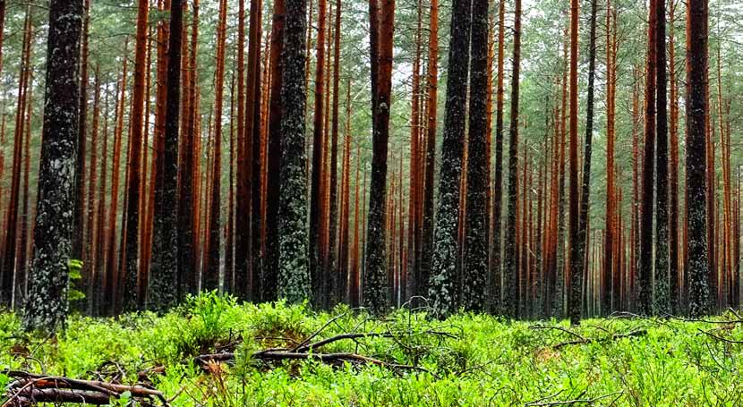 Tålmodig og utålmodig på samme tid Staten har gitt Gassnova i oppdrag å sørge for at Norges arbeid med CO 2 -utfordringen lykkes.