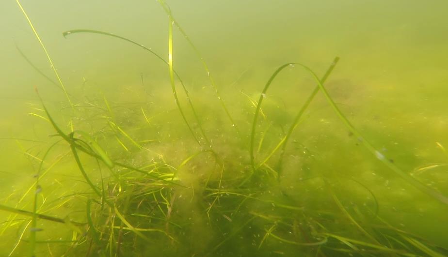 13.06.14 Noe mindre friske alger på bunn, noe i forråtnelse grå og lillafarge. Lukt av svovel. Algene er nå mer i bunnsegmentet og vesentlig mindre i omfang.