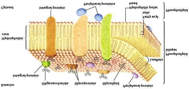 Membran-proteiner