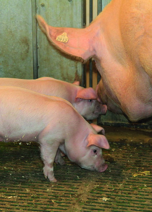 HELSEOVERVÅKING I AVLSBESETNINGENE Helsetjenesten for svin har det overordnede ansvar for å overvåke helsetilstanden i de norske avlsbesetningene for svin. Per 31.12.2014 var det 95 avlsbesetninger.