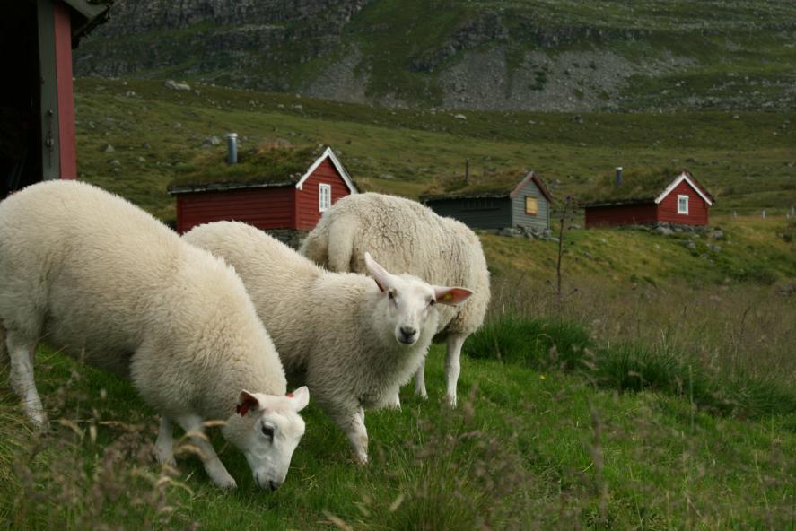 Skiftebeite Beiteareal vert delt inn i fleire mindre skifte o Gjeld også adskilte skifte.