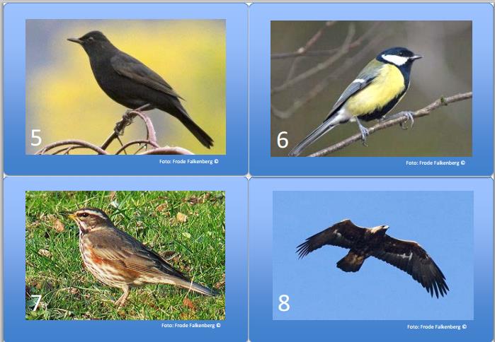 Observasjon av fuglekort Aktivere forkunnskaper: Hvordan vet du
